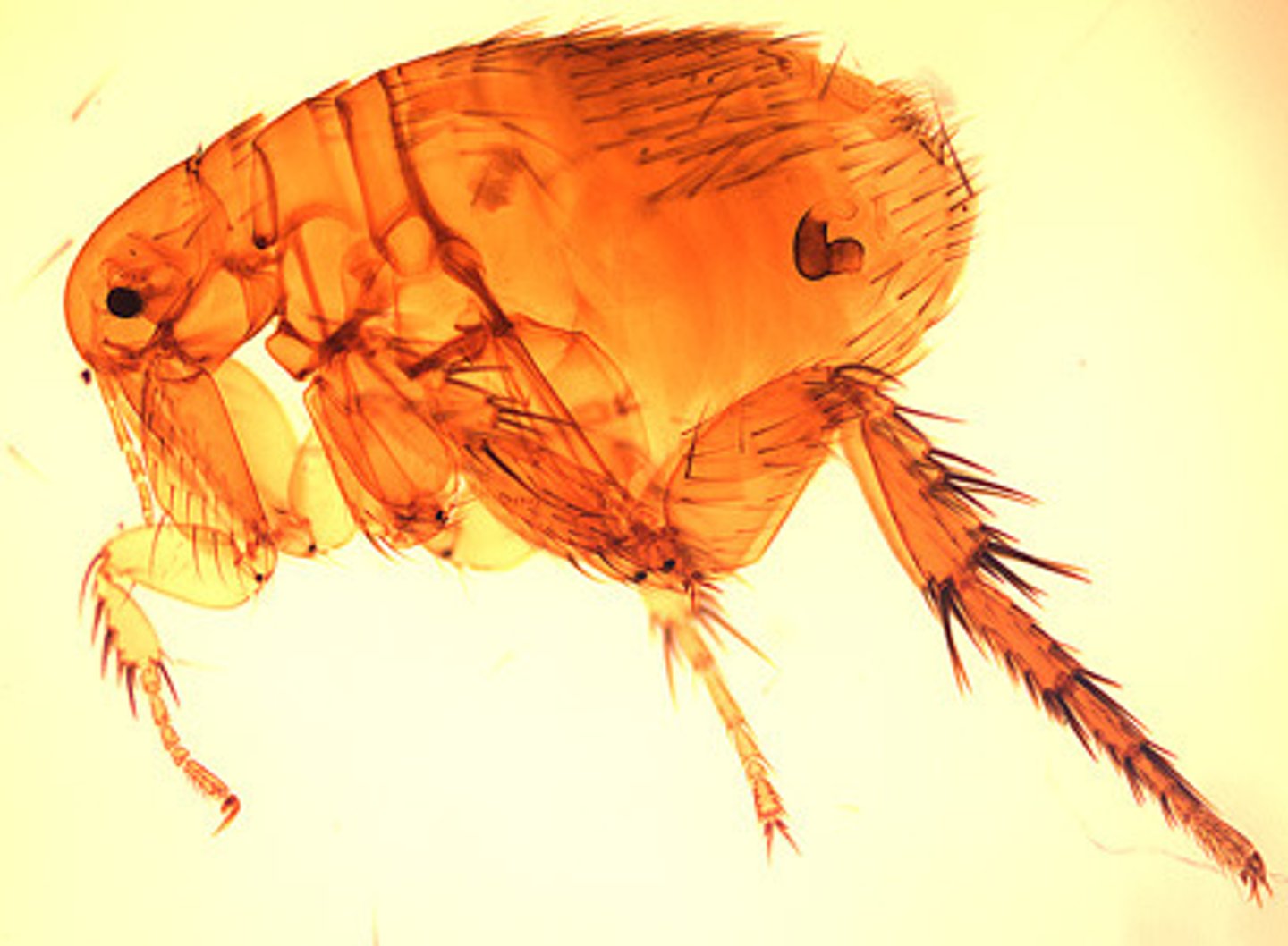 <p>believed to have spread the plague throughout Europe</p>