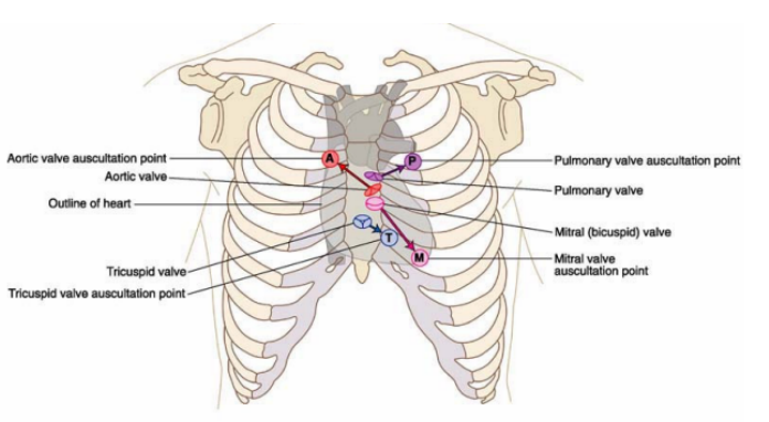 <ul><li><p>A is het auscultatie punt van de aortaklep.</p></li><li><p>P is het auscultatie punt van de pulmonalisklep.</p></li><li><p>M is het auscultatie punt van de mitralisklep.</p></li><li><p>T is het auscultatie punt van de tricuspidalisklep.</p></li></ul>