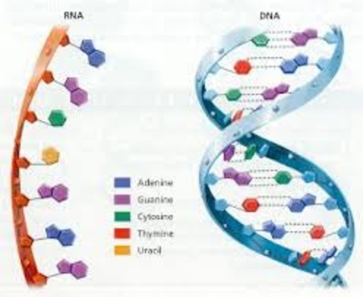 <p>1. Pass genetic information between generations.</p><p>2. Code for protein production.</p>