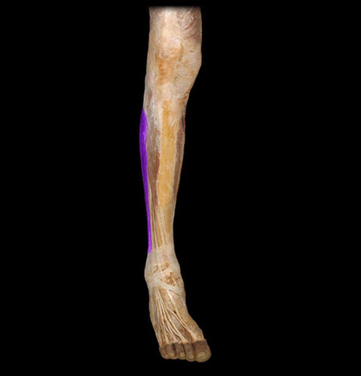 <p>plantar flexes and everts foot</p><p>Anterior, most lateral muscle, on Fibula</p>