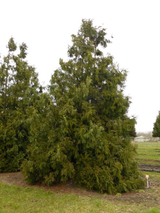 Thujopsis dolabrata h:15 b:8