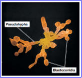 <p>Example of Blastoconidia </p>