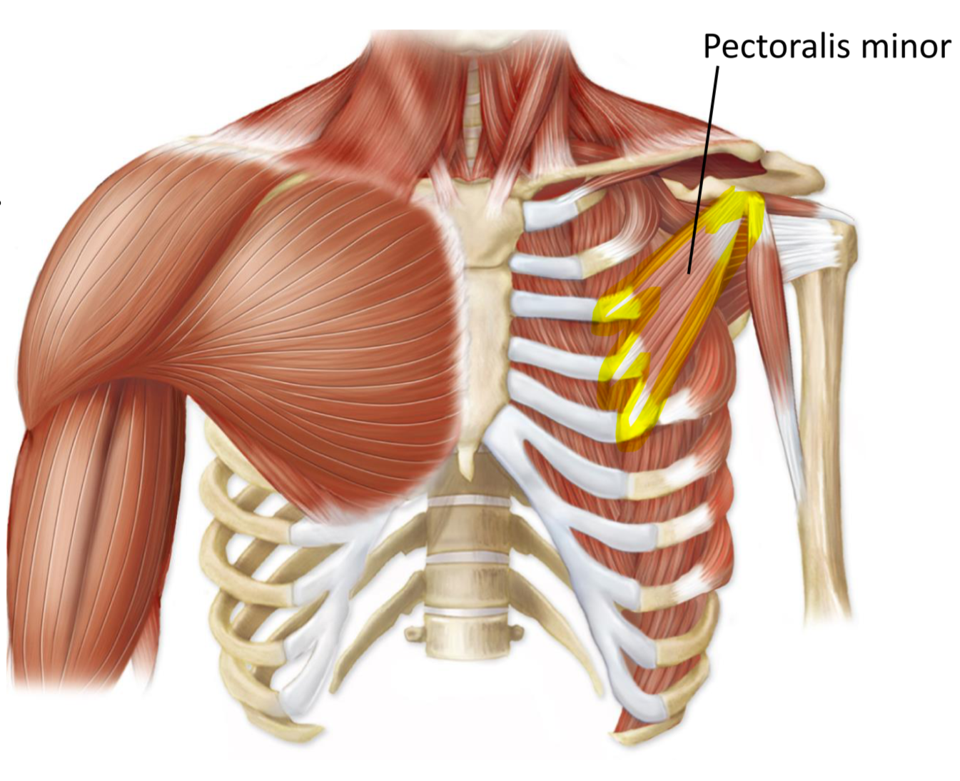 <p>Origin—> ribs</p><p>Insertion—> coracoid process of scapula</p><p>Action—> depress scapula</p>