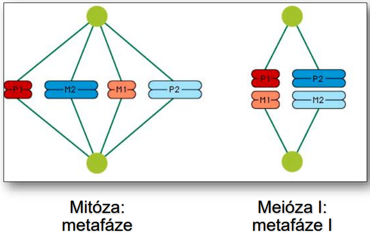 <p>Mitóza zahrnuje jedno dělení a produkuje diploidní dceřiné buňky, zatímco meióza zahrnuje dvě dělení a produkuje haploidní buňky, což přispívá k genetické variabilitě. </p>