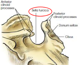 <ul><li><p>deep depression on superior surface of sphenoid body</p></li><li><p>houses pituitary gland</p></li><li><p>located in MSP of cranium, 3/4” anterior and superior to EAM</p></li></ul><p></p>