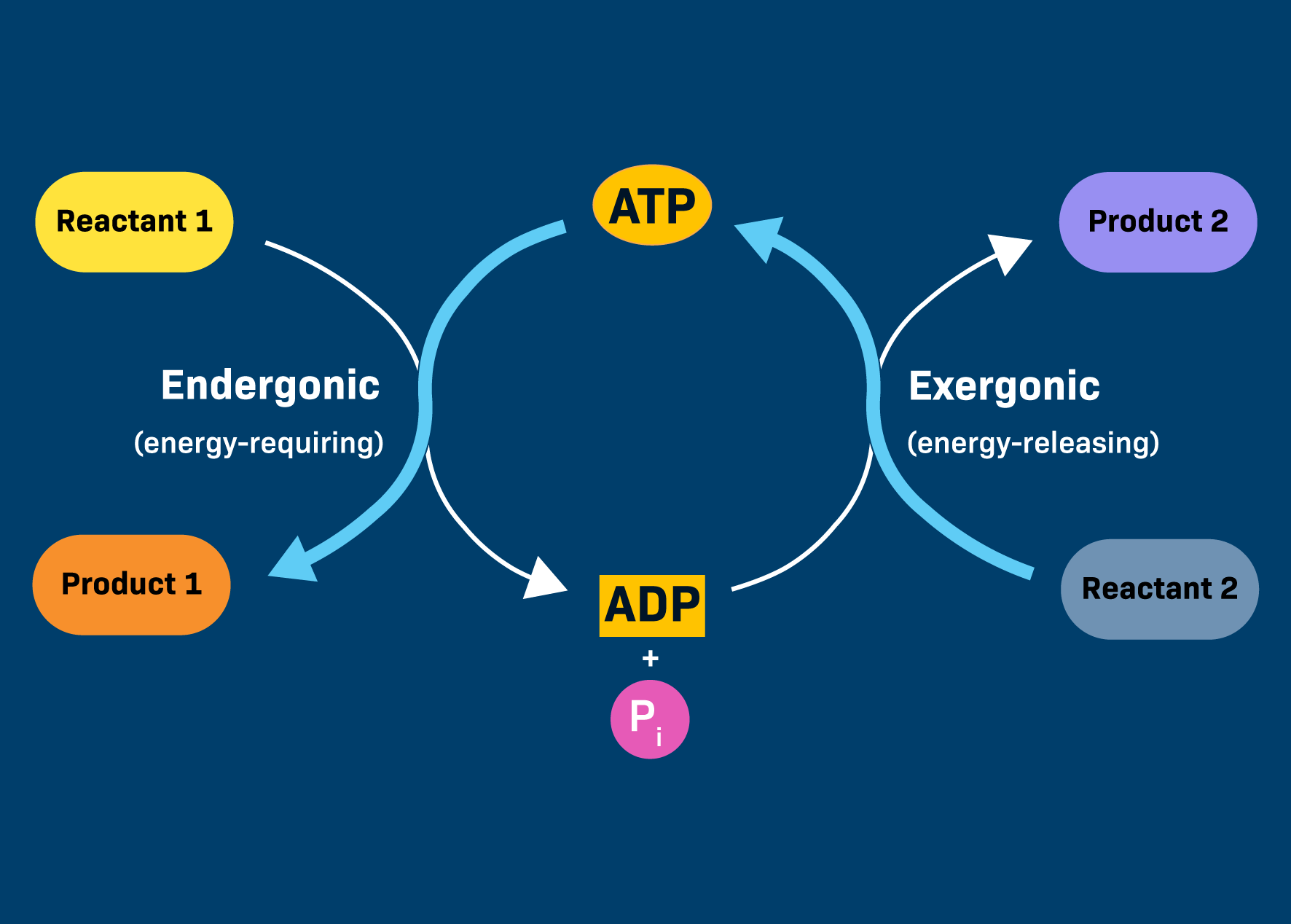 <p>The use of energy released from an exergonic reaction (like ATP hydrolysis) to drive an essential endergonic reaction, resulting in an overall exergonic process.</p>