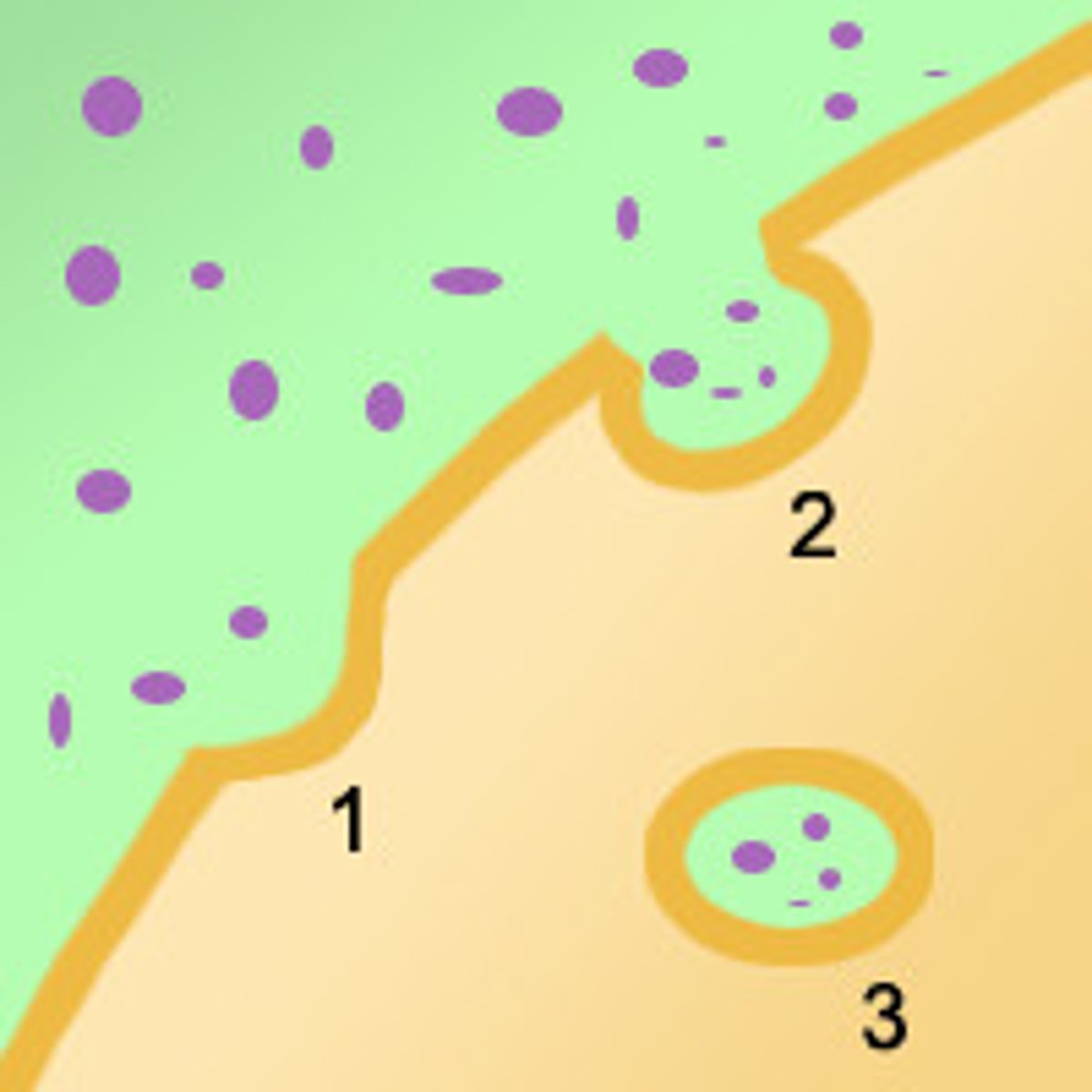 <p>uptake of liquids or large molecules into a cell by inward folding of the cell membrane; a form of active transport</p>