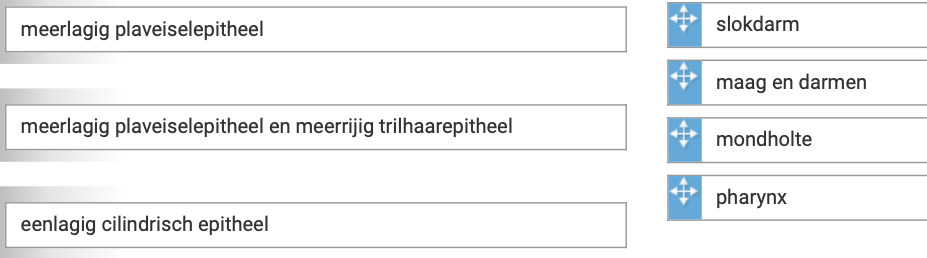 Met welk soort epitheel zijn de onderdelen van het maagdarmkanaal bekleed 