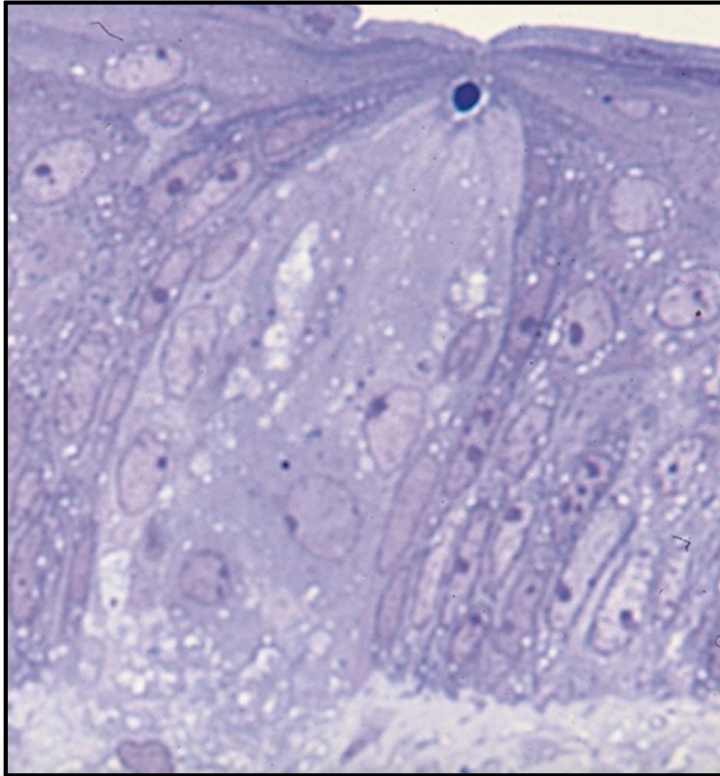 <p>ID the image</p>