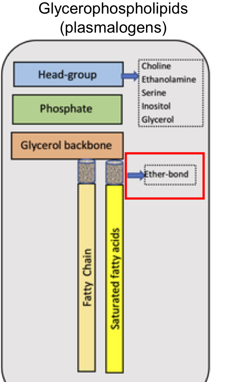 <p>Glycerophospholipids</p><p>(plasmalogens) Structure</p>