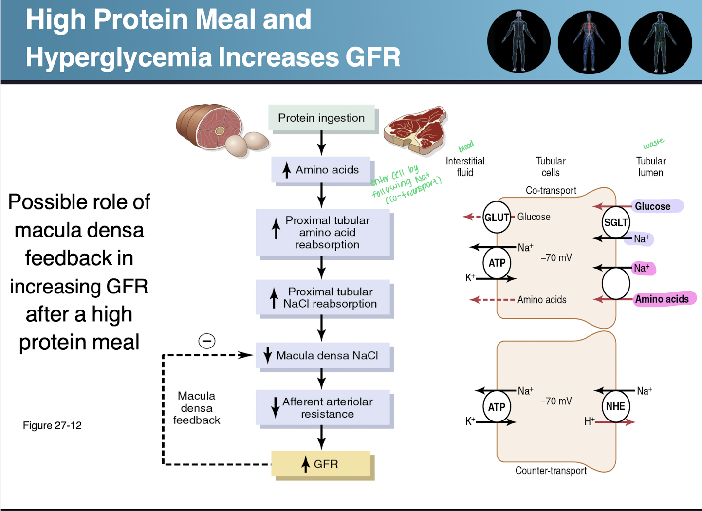 <ul><li><p>aging - decrease GFR 10% a decade after 40 y/o</p></li><li><p>hyperglycemia - increases GFR (DM) due to increase in the Kf because of damage to the glycocalyx</p></li><li><p>dietary protein - high protein increases GFR and low protein decreases GFR</p></li></ul><p></p>