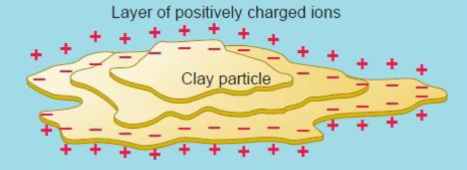 <p>Thin, plate-like shape that reflect their layered chemical crystal structure</p><p>Colloid surfaces are negatively charged because of their molecular structure. </p><p>They attract and hold positively charged ions that include nutrient bases like calcium and magnesium. </p><p></p>