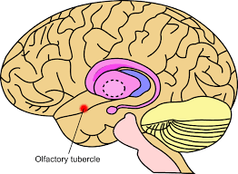 <p>olfactory bulb</p>
