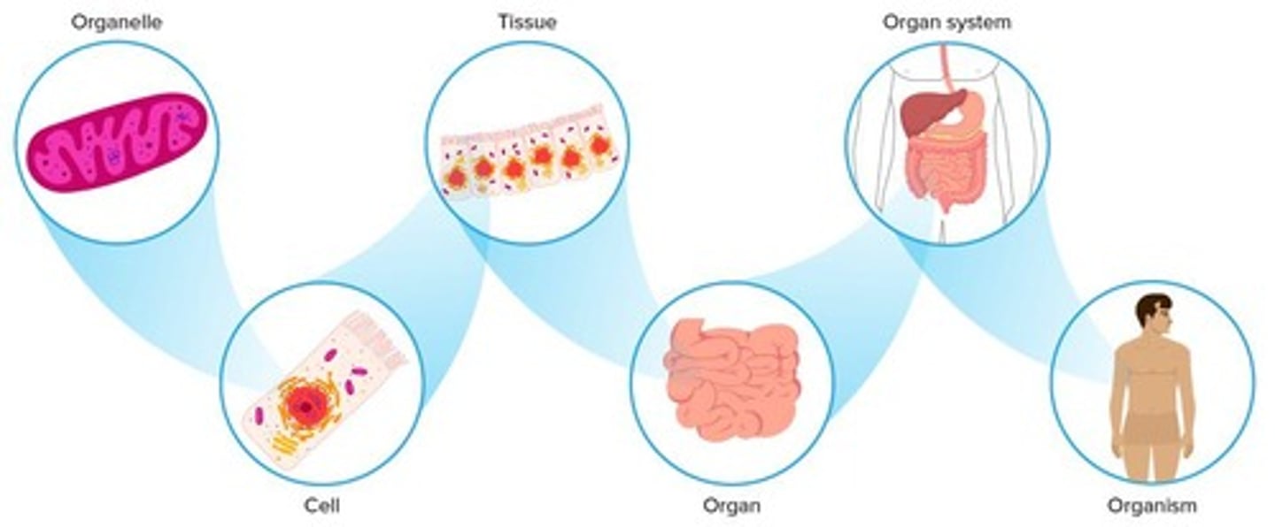<p>Organizational structure from cells to ecosystems.</p>