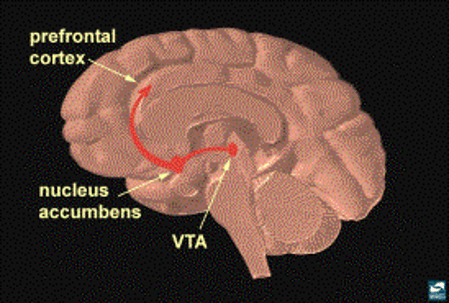 <p>- Role in addiction</p><p>- Nicotine causes release of dopamine @ nucleus accumbens</p><p>- Varenicline—helps smoking cessation by causing dopamine release @ nucleus accumbens</p>