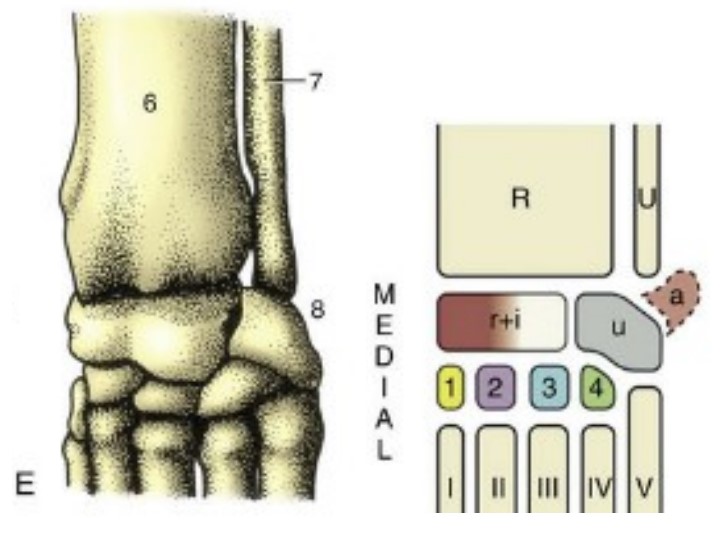 * the compound joint formed by the carpal bones, located between the radius/ulna and the metacarpal bones. 
* the joint is configured in ^^two rows^^ of small cuboidal bones 

(variation in the numbers of carpal bones)