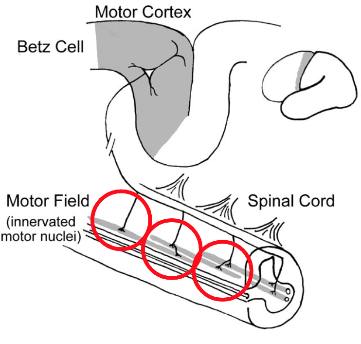 <p>What is a motor field?</p>