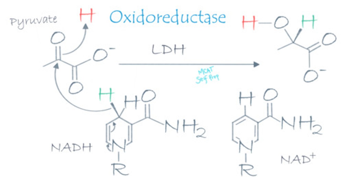 <p>Lactate dehydrogenase is an oxidoreductase enzyme. "Dehydrogenase" simply refers to the removal of hydride (H-), which is equivalent to removing a proton and 2 electrons, from the NADH coenzyme.</p>