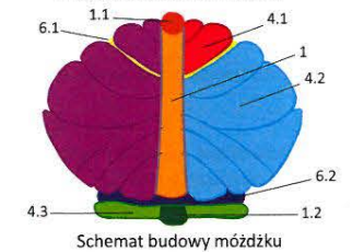 <p>1 Vermis of cerebellum</p><p>1.1 Lingula </p><p>1.2 Nodule</p><p>2 Hemispheres of cerebellum </p><p>2.1 Tonsil of cerebellum</p>