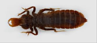 <p>Same as Aeshnidae nymph, however instead of round-like nymphs, they have pincer-like lip things</p>