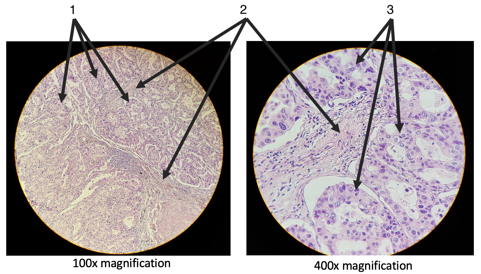 <p>What are these slides showing?</p>