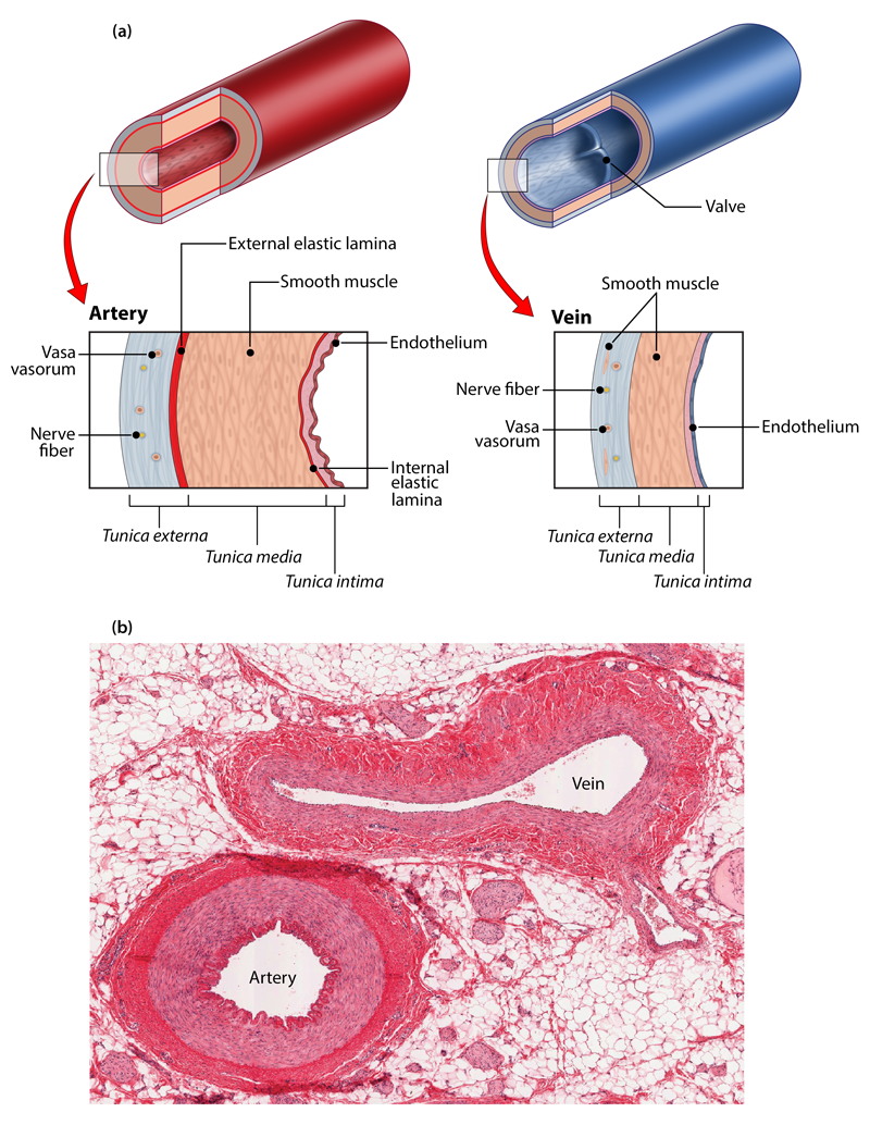 <p><strong>arteries</strong>: </p><ul><li><p>function: carry oxygenates blood</p></li><li><p>wall: thick, muscular, elastic to withstand high pressure</p></li></ul><p><strong>veins</strong>: </p><ul><li><p>function: carry deoxygenated blood</p></li><li><p>wall: thinner, less muscular, less elastic</p></li></ul>