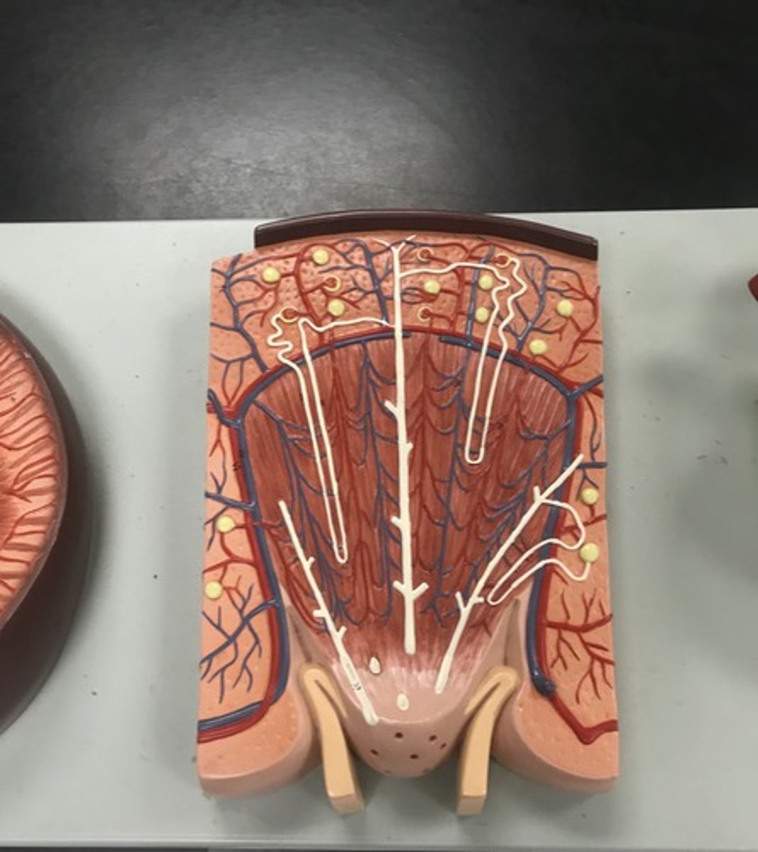 <p>Name the model</p>