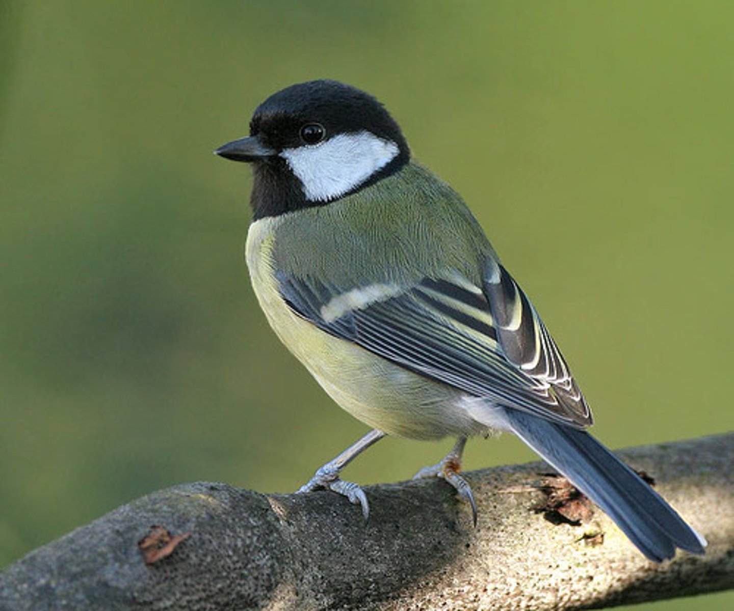 <p>bird</p>