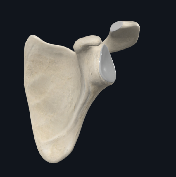 <p>What is this bone? (no specificity)</p>