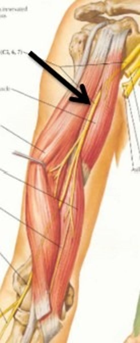 <p>lateral to the tendon biceps brachii muscle</p><p>antebrachial cutaneous nerve (LAC)</p>