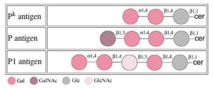 <ul><li><p><span>Similar to ABH antigens, synthesized by sequential action of glycosyltransferases--exist as glycosphingolipids</span></p></li><li><p><span>P<sub>1</sub>, P, or P<sup>k</sup> may be found on RBCs, lymphocytes, granulocytes, and monocytes</span></p></li><li><p><span>P can be found on platelets, epithelial cells, and fibroblasts</span></p></li><li><p>P and P<sup>k</sup> found in plasma as glycosphingolipids and as glycoproteins in<strong><u> hydatid cyst fluid</u></strong></p></li><li><p><span>Antigens have NOT been identified in secretions</span></p></li></ul><p></p>