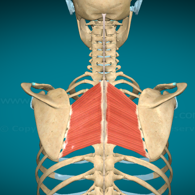 <p>What is this muscle and where is it found?</p>