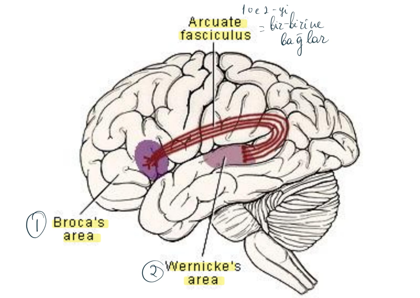 <p>Gyrus Frontalis sup ve mediumu Gyrustemporalis sup ve med-a bağlar. Broca ve Wernicke konuşma alanlarını da birbirine bağlar. </p>