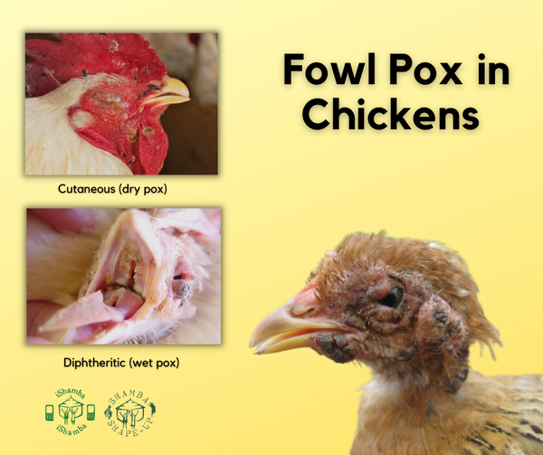 <p><strong>Fowl Pox </strong></p><ul><li><p><strong>caused</strong> by Avipoxvirus</p></li><li><p><strong>Species</strong>: Poultry (chickens, turkeys, etc.)</p></li><li><p><strong>Transmission</strong>: Direct contact with skin lesions, aerosols, mosquitoes and biting insects (mechanical vectors), Slow spread in flocks</p></li><li><p><strong>Clinical forms: </strong></p><ul><li><p><span style="color: blue;">Dry (cutaneous) form</span>: nodules/scabs on un-feathered areas like head, legs, wattle, comb, eyelids. Lesions → scabs. Lesions around nose may cause nasal discharge or closure of eyelids.</p></li><li><p><span style="color: blue;">Wet (diphtheritic) form: </span>yellow-white cancers/lesions on MM of mouth, pharynx, larynx, trachea. Can cause difficulty breathing and eating. May cause suffocation and death. </p></li><li><p><em>Birds may also show both forms at the same time</em></p></li></ul></li></ul><ul><li><p><strong>Diagnosis</strong>: By CS, PCR, and skin scrapings </p></li><li><p><strong>Prevention</strong>: Vaccination</p></li></ul><p></p>