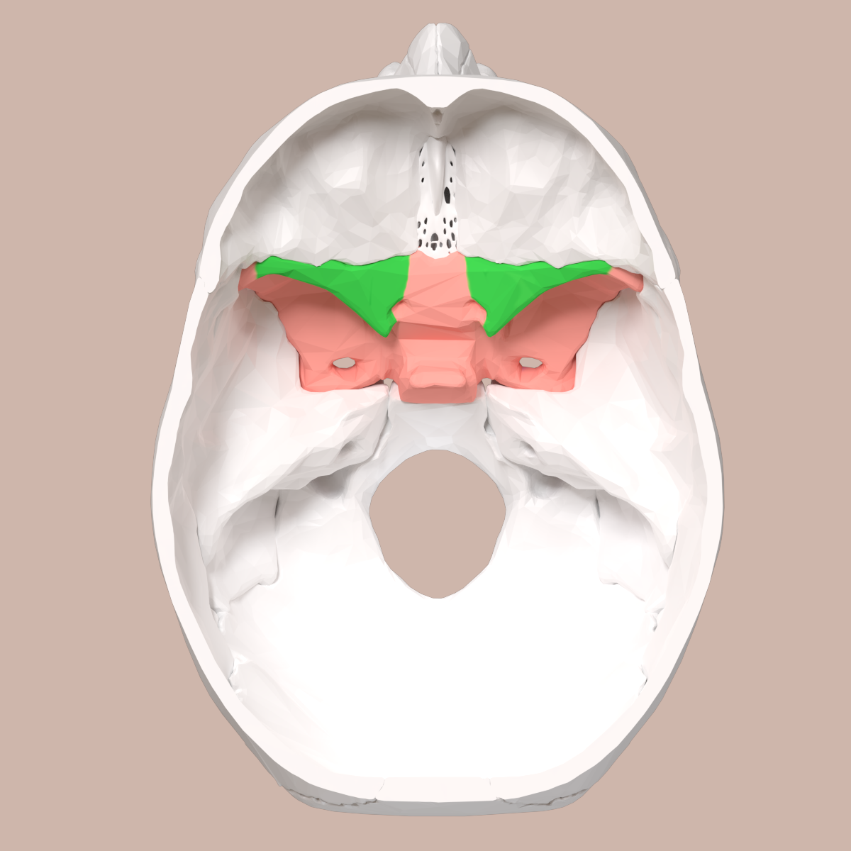 <p>sphenoid bone </p>