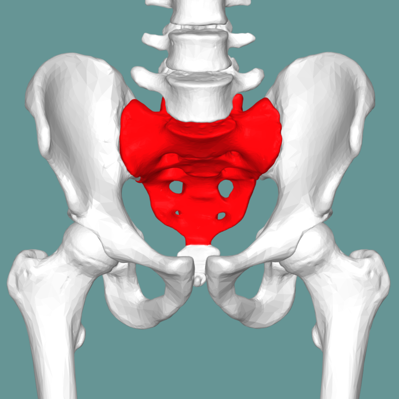 <p>sacrum</p>