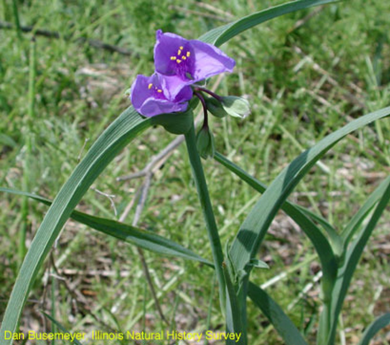 <ul><li><p>long bracts</p></li><li><p>hairs at leaf-sheath and blade</p></li><li><p>stems and leaves glaucous silver/grey</p></li><li><p>“spidery” cluster of flowers in spathe-like bract</p></li></ul><p>Species</p>