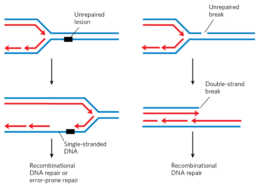 <p>caused by:</p><ul><li><p>programmed DSBs </p><ul><li><p>meiosis → recombination</p></li><li><p>V(D)J recombination</p></li></ul></li><li><p>incomplete NER or BER repair + subsequent DNA replication</p><ul><li><p>polymerase gets to end of linear chromosome but doesn’t continue until end</p></li><li><p>blunt-end break at unrepaired site</p></li></ul></li><li><p>UV, IR or radiation damage</p></li><li><p>replication stalling</p><ul><li><p>polymerase hits cross-link</p><ul><li><p>can’t read + falls off</p></li><li><p>no Etna to bypass → polymerase rejoins across damage</p></li><li><p>single-strand region in newly synthesized strand</p></li></ul></li></ul></li></ul><p></p>