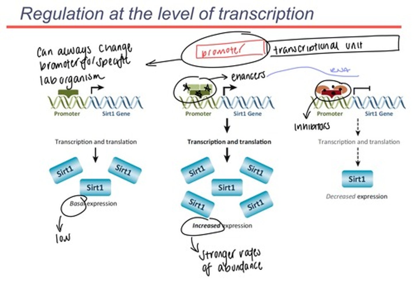 <p>-promoter sits before the beginning of the gene (it is what designates the beginning of a gene on a DNA sequence or in RNA)</p><p>promoter is the site where transcription factor proteins bind to and recruit RNA polymerase (RNA polymerase recognizes the transcription factors, not the actual promoter)</p><p>-transcriptional unit is the unit that comes after the promoter (gene that codes for one mRNA)</p><p>-more mRNA synthesis means more protein synthesis</p><p>-to enhance protein synthesis: add enhancing factors to the promoter and make more mRNA when gene expression is induced</p><p>-to reduce protein synthesis: add inhibitors to the RNA polymerase of the specific mRNA gene that blocks the action of RNA polymerase this is called repression</p><p>-you control transcription by controlling what happens at the level of the promoter</p>