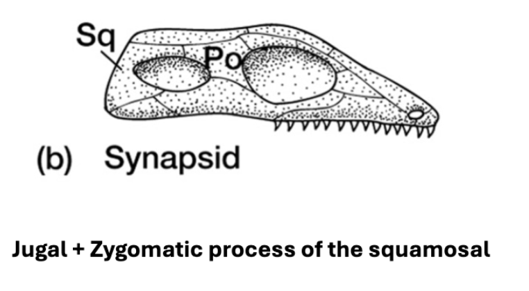 <ul><li><p>gnathostomes→ teleostomi → sarcopterygii → tetrapoda → &nbsp;amniota → <strong>sauropsida </strong>(eureptilia + parareptilia) + <strong>______</strong> (stem lineages + mammals)</p></li><li><p>~360mya&nbsp;</p></li><li><p><strong>stem lineages</strong> (always extinct, closest relative to extant lineage we’re looking at) +<strong> mammals&nbsp;</strong></p></li><li><p>1 skull fenestration </p><ul><li><p>jugal + zygomatic process of the squamosal&nbsp;</p></li></ul></li></ul><p></p>