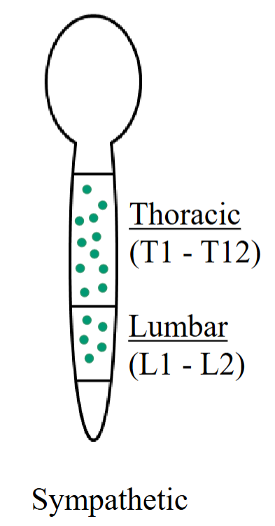 <ul><li><p>The cell bodies of the first neuron are found in the thoracic and lumbar regions of the spinal cord.</p></li><li><p>The cell bodies are found in the thoracic region from T1-T12. </p></li><li><p>In the lumbar region as well, from L1-L2.</p><ul><li><p>Also called the thoracolumbar division. </p></li></ul></li></ul><p></p>