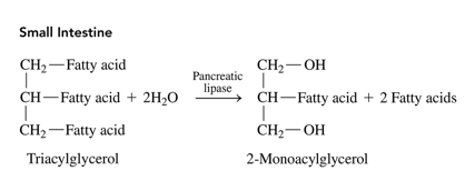 <p>after bile salts emulsify the fat glubules into miccelles, pancreatic lypases hydrolyse ester bonds to form monoglycerols and free fatty acids which are small enough to be transported into the cells of the intestinal lining</p>