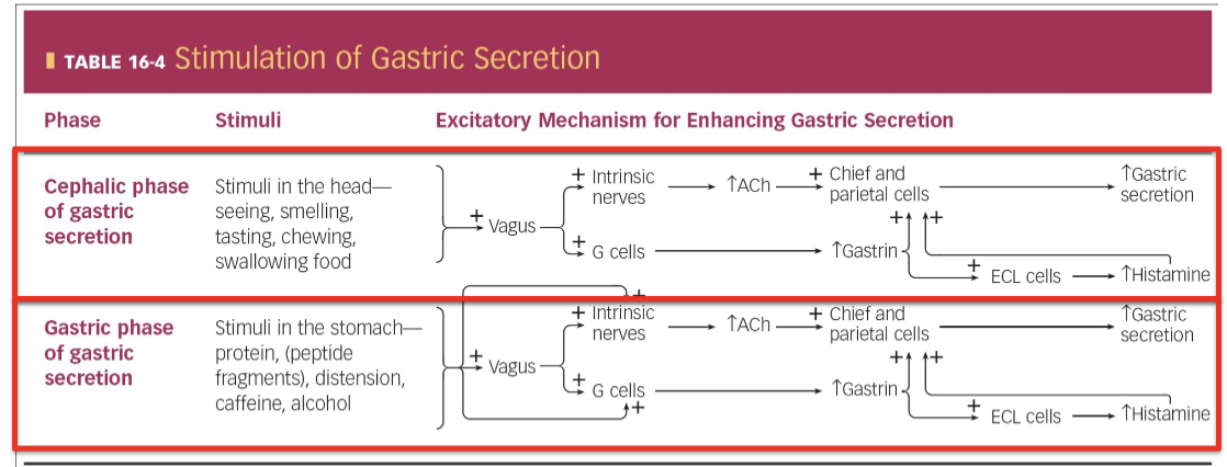 <p>once food hits the stomach, gastric emptying will become activated</p><ul><li><p>same as cephalic phase but more potent due to direct signals from within the stomach</p></li><li><p>excitatory</p></li></ul><p></p>