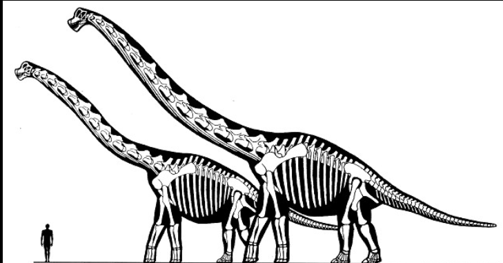 <p>tiny head, giant body </p><p>quadrupedal</p><p>herbivores </p><p></p>