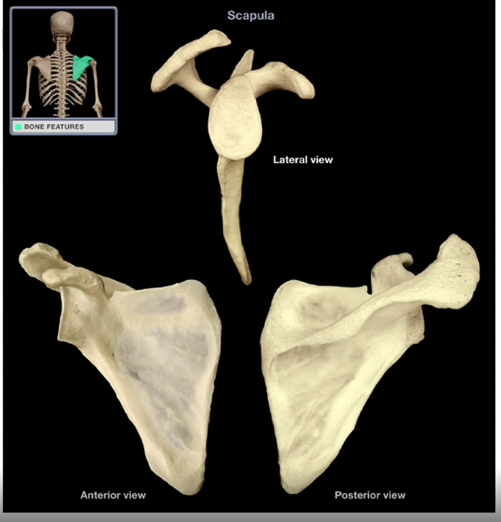 <p>Scapula</p>