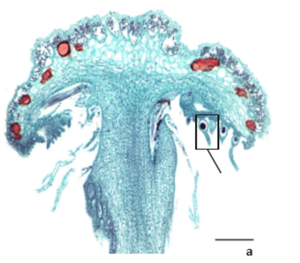 <p>Identify the depicted structure </p>