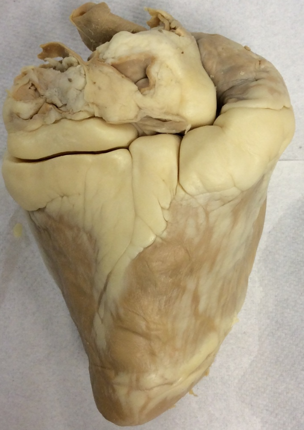 <p>What view of the sheep heart is this?</p>