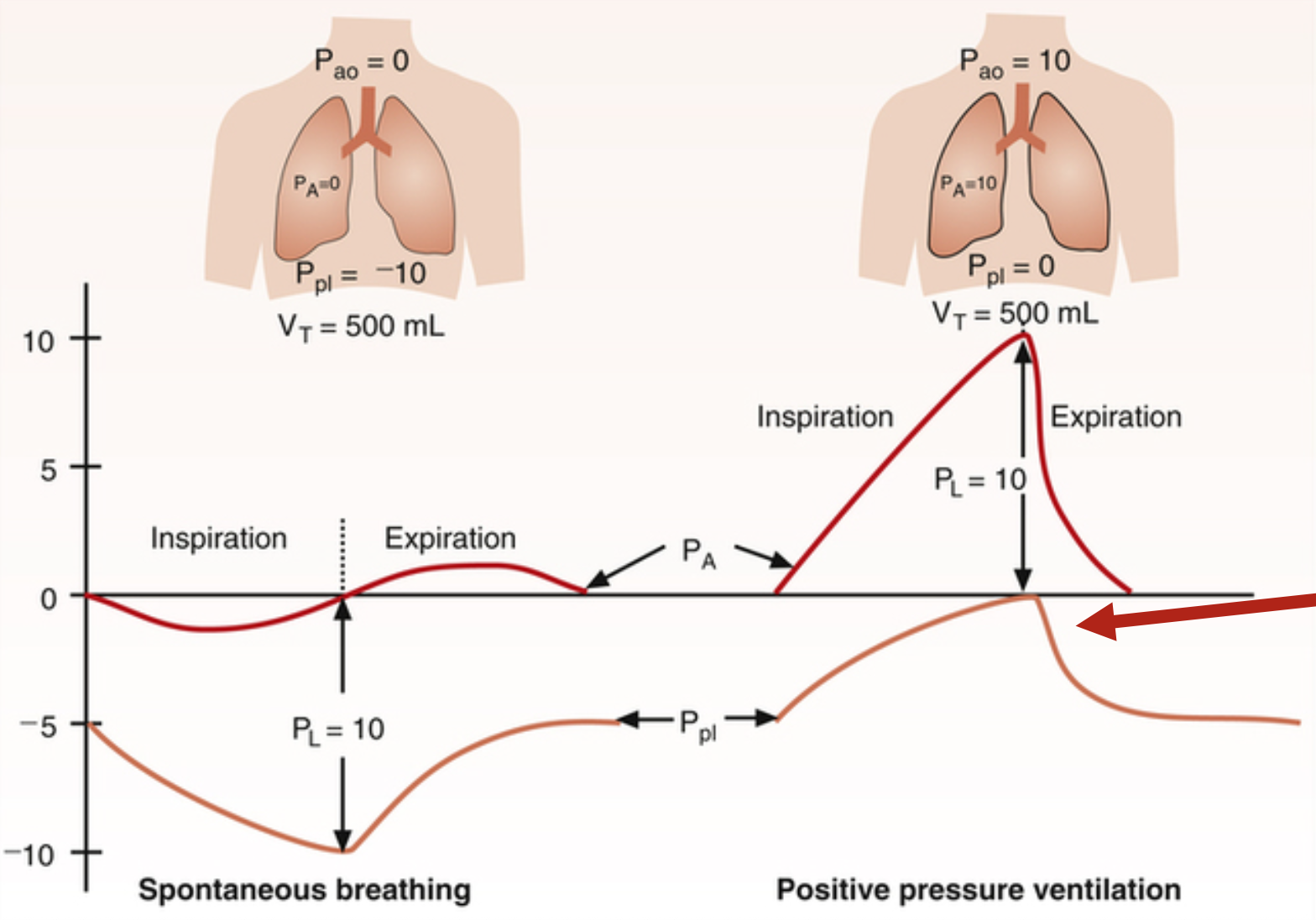<ul><li><p>spontaneous breathing</p><ul><li><p>inspiration → intra-alveolar pressure decreases and then increases to 0, intrapleural decreases to below -5</p></li><li><p>expiration → intra-alveolar pressure increases then decreases to 0, intrapleural increases to -5</p></li><li><p>parabolic curve in intra-alveolar pressure due to recoil of lungs</p></li><li><p>decreased intrapleural pressure pulls on lungs and lowers intra-alveolar pressure to pull air in</p></li></ul></li><li><p>positive pressure ventilation</p><ul><li><p>inspiration → intra-alveolar pressure increase, intrapleural pressure increase</p></li><li><p>expiration → intra-alveolar pressure rapidly decreases, intrapleural pressure rapidly decreases</p></li><li><p>generates force by raising intra-alveolar pressure</p></li></ul></li></ul><p></p>