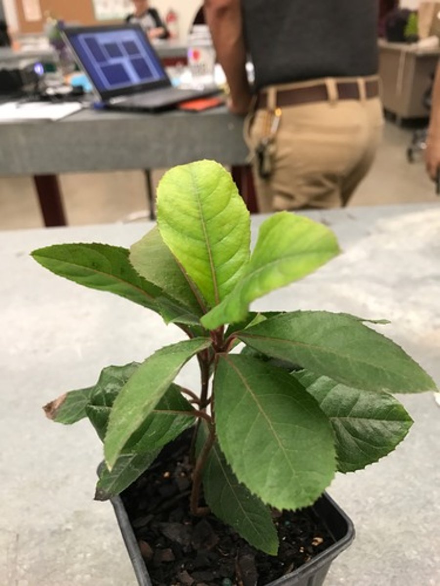 <p>Ardisia Japonica</p>