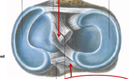 <p>raudonos rodyklės</p>